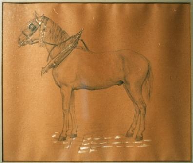 tekening van een paard